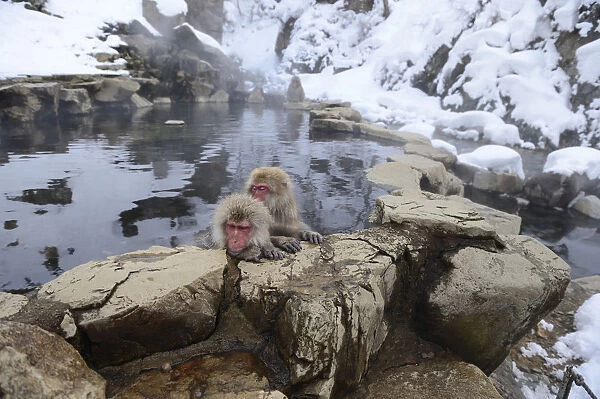 Japanese Macaques or Snow Monkeys -Macaca fuscata-, taking a bath in a hot spring, Affenpark Jigokudani, Nagano Prafektur, Japan
