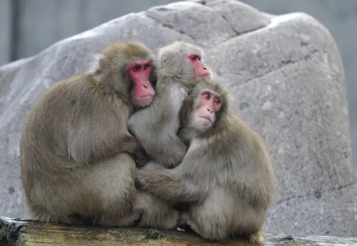 Framed Print : Japanese Macaques or Snow Monkeys (Macaca fuscata) warming each other Framed Print : Japanese Macaques or Snow Monkeys (Macaca fuscata) warming each other