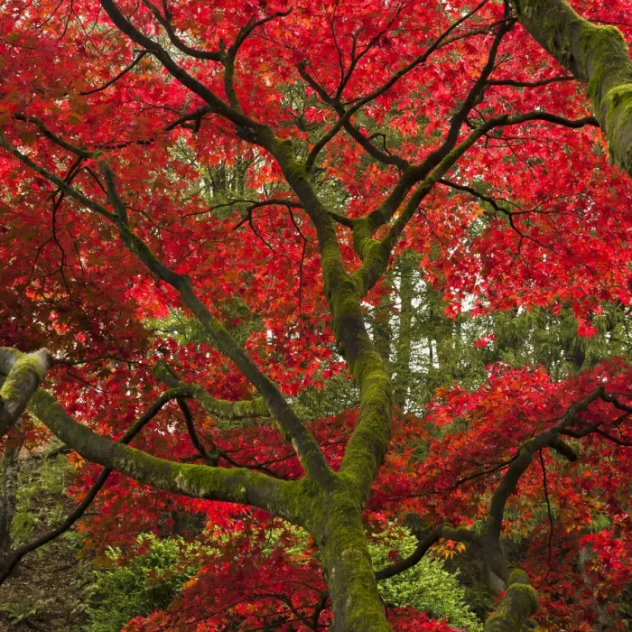Framed Print : Japanese Maple in the Fall