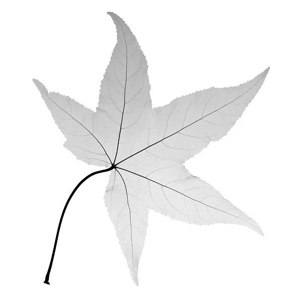 Japanese maple leaf, X-ray