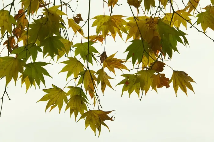 Framed Print : Japanese maple leaves, Japan, view from below Framed Print : Japanese maple leaves, Japan, view from below