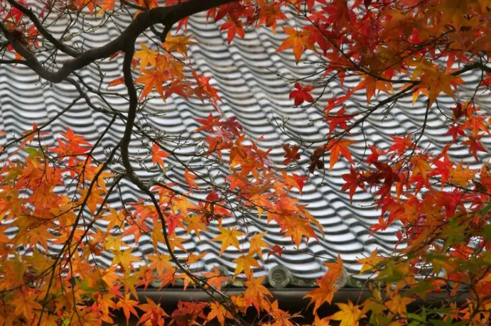 Framed Print : Japanese maple leaves against tile roof, temple garden, Kyoto, Honshu, Japan Framed Print : Japanese maple leaves against tile roof, temple garden, Kyoto, Honshu, Japan