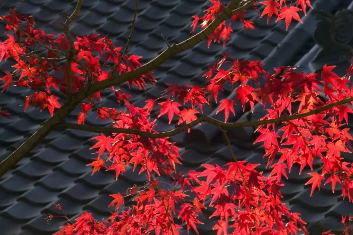 Framed Print : Japanese maple and roof detail of Ayu No Chaiya Tea House, Kyoto, Honshu, Japan Framed Print : Japanese maple and roof detail of Ayu No Chaiya Tea House, Kyoto, Honshu, Japan