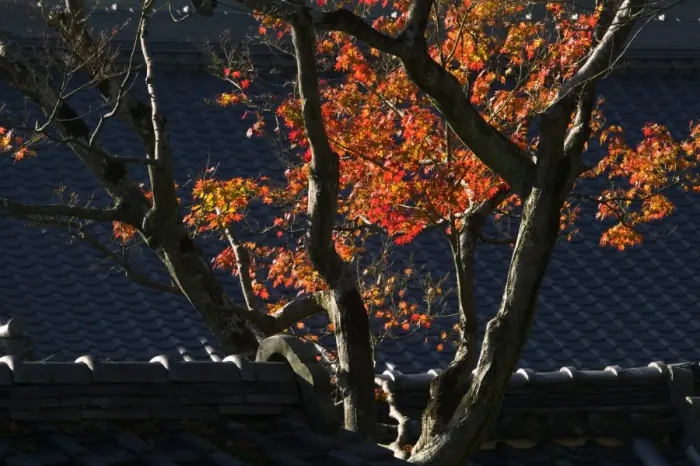 Framed Print : Japanese maple and tile roof of temple, Kyoto, Honshu, Japan