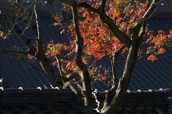 Japanese maple and tile roof of temple, Kyoto, Honshu, Japan
