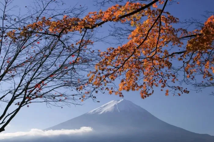 Framed Print : Japanese maples and Mount Fuji, Fuji-Hakone-Izu National Park, Honshu, Japan Framed Print : Japanese maples and Mount Fuji, Fuji-Hakone-Izu National Park, Honshu, Japan