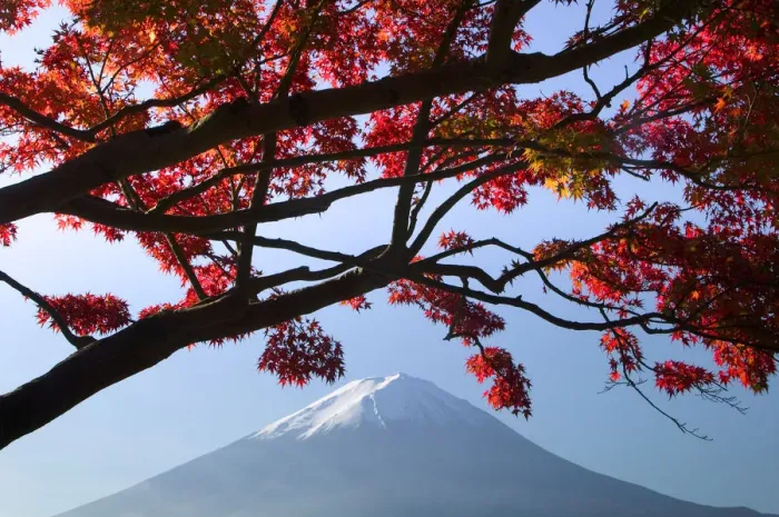 Framed Print : Japanese maples and Mount Fuji landscape, Fuji-Hakone-Izu National Park, Honshu, Japan Framed Print : Japanese maples and Mount Fuji landscape, Fuji-Hakone-Izu National Park, Honshu, Japan