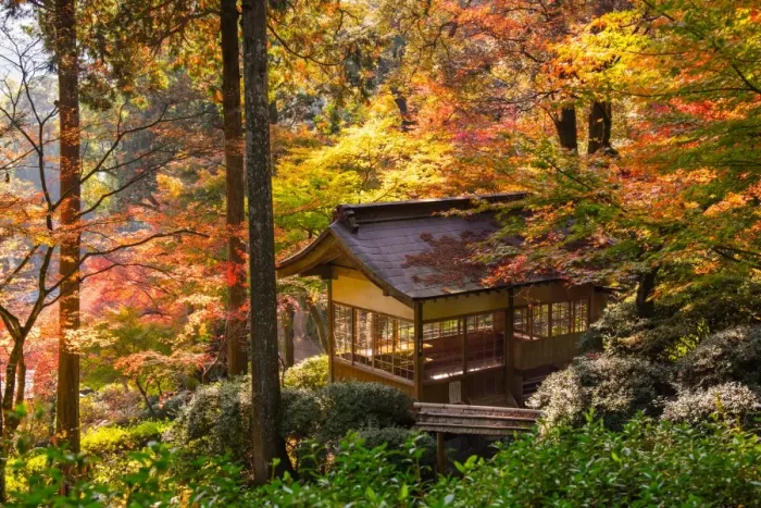 Framed Print : japanese pavilion in autumn with red maple tree in pine forest, japan