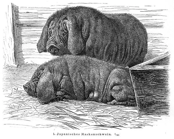 Japanese Pigs engraving 1895