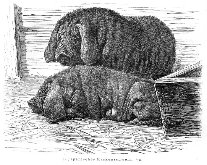 Framed Print : Japanese Pigs engraving 1895