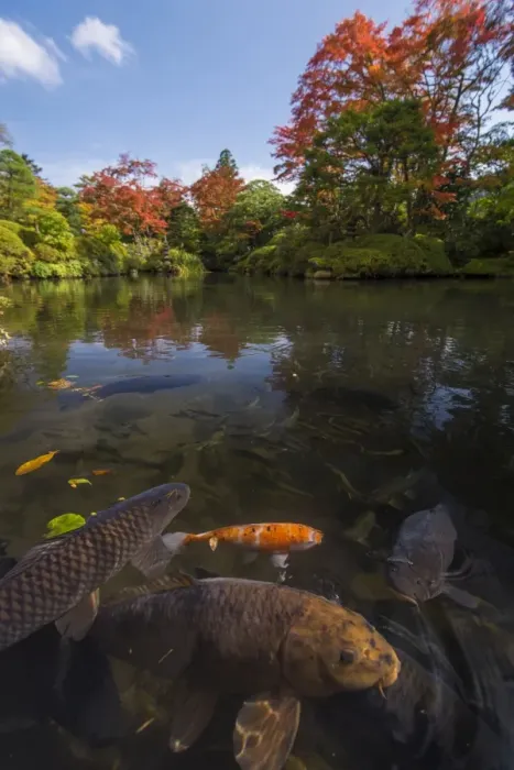 Framed Print : Japanese pond