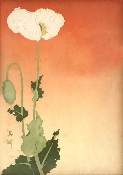 Framed Print : Japanese print of a white poppy, 19th Century Framed Print : Japanese print of a white poppy, 19th Century