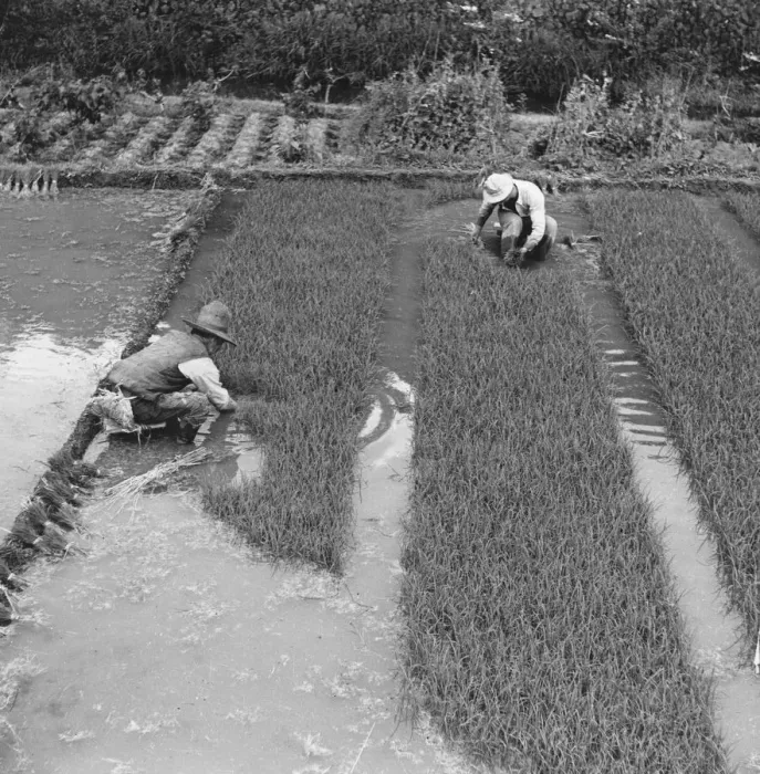 Framed Print : Japanese Rice Field Framed Print : Japanese Rice Field