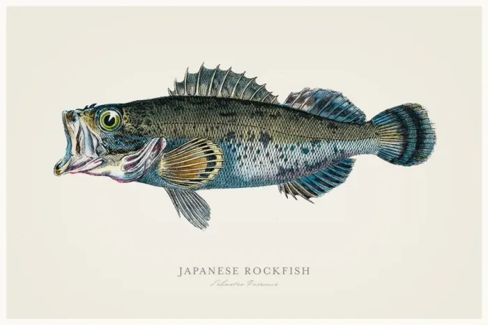 Framed Print : Japanese rock fish 1856