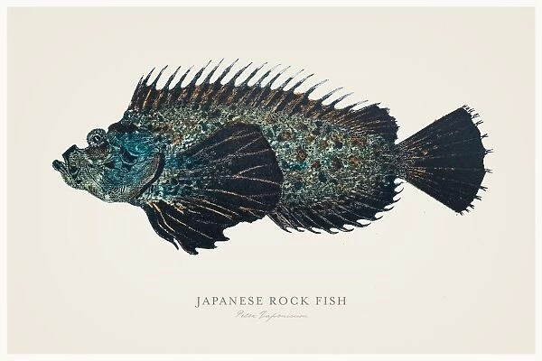 Japanese rock fish 1856