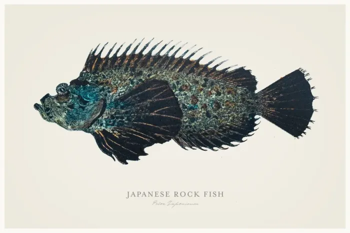Framed Print : Japanese rock fish 1856 Framed Print : Japanese rock fish 1856