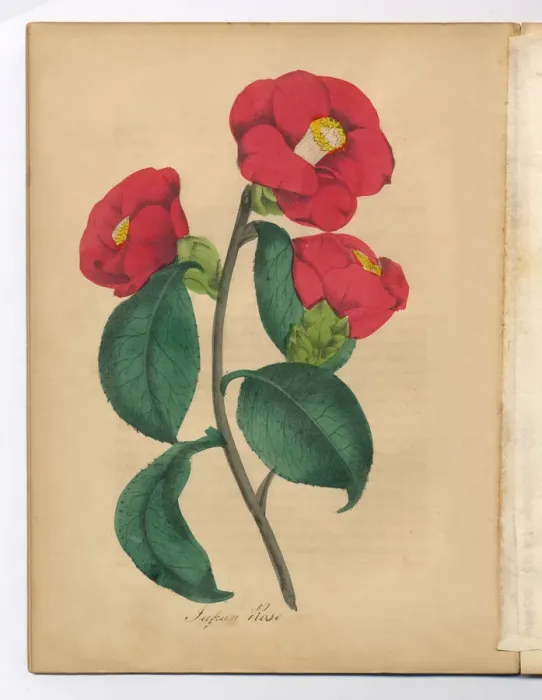Framed Print : Japanese Rose Victorian Botanical Illustration Framed Print : Japanese Rose Victorian Botanical Illustration