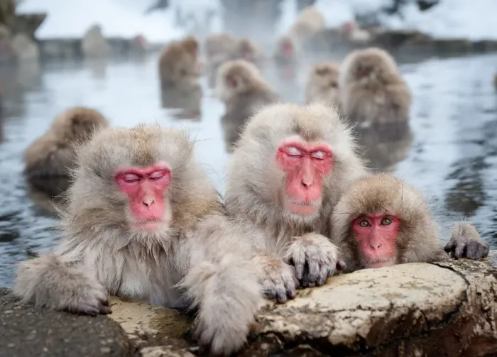 Framed Print : Japanese Snow Monkeys Framed Print : Japanese Snow Monkeys