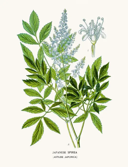 Framed Print : Japanese spirea Framed Print : Japanese spirea