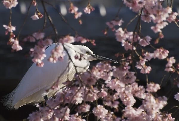 Japanese white egret in a cherry blossom tree