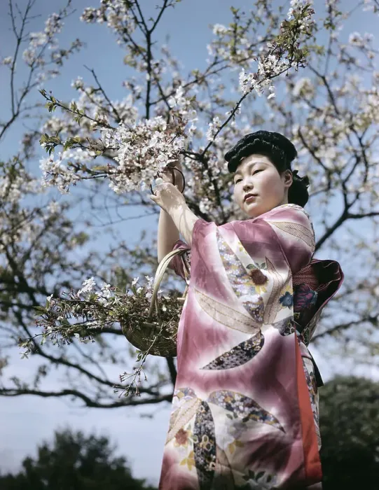 Framed Print : Japanese Woman Cutting Cherry Blossoms Framed Print : Japanese Woman Cutting Cherry Blossoms
