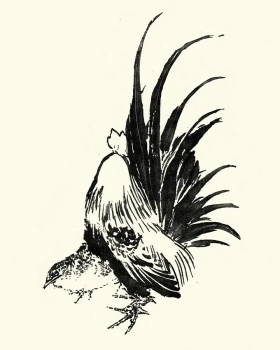 Framed Print : Japanesse Art, Sketch of a cockerel Framed Print : Japanesse Art, Sketch of a cockerel