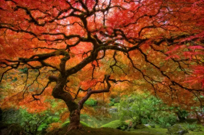 Framed Print : Japenese Garden, Portland Framed Print : Japenese Garden, Portland