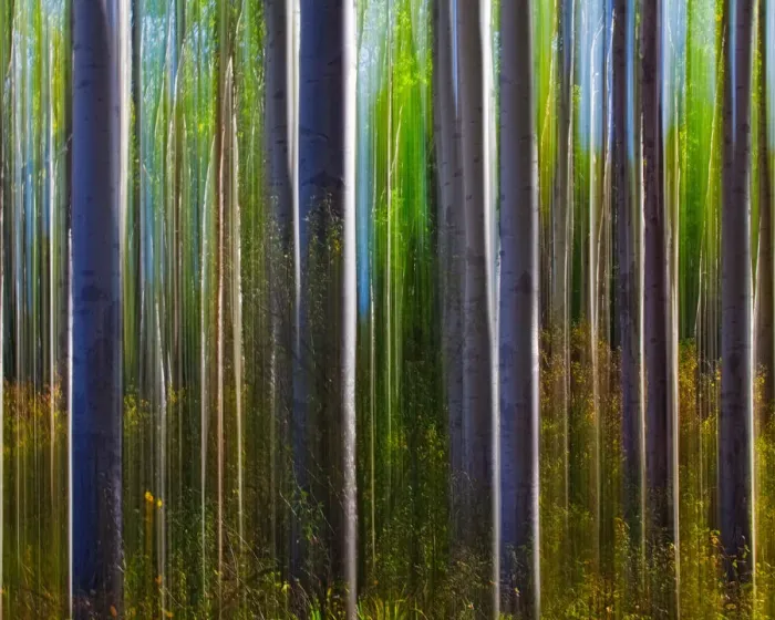Framed Print : Jasper Aspens Framed Print : Jasper Aspens