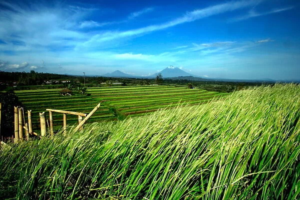 Jatiluwih. the Jatiluwih rice terraces with its traditional farming system