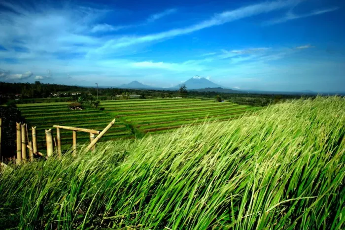 Framed Print : Jatiluwih. the Jatiluwih rice terraces with its traditional farming system Framed Print : Jatiluwih. the Jatiluwih rice terraces with its traditional farming system