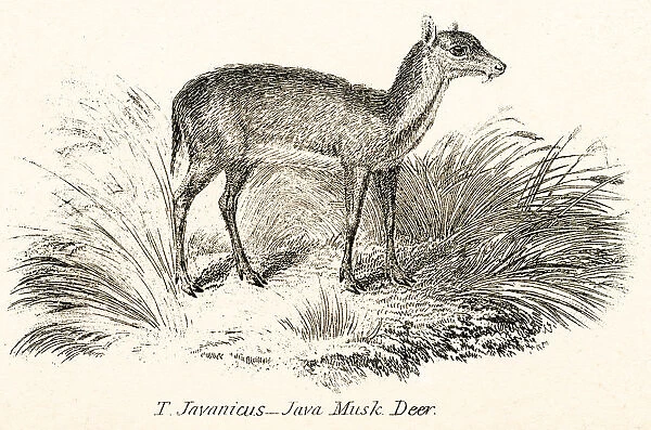 Java musk deer engraving 1803
