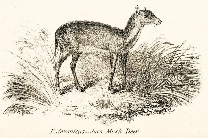 Framed Print : Java musk deer engraving 1803 Framed Print : Java musk deer engraving 1803