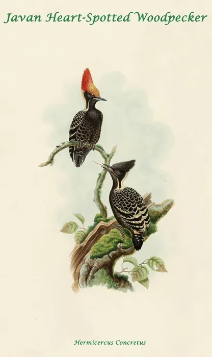 Framed Print : Javan Heart-Spotted Woodpecker Framed Print : Javan Heart-Spotted Woodpecker
