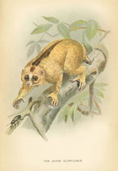 Framed Print : Javan loris primate 1894 Framed Print : Javan loris primate 1894