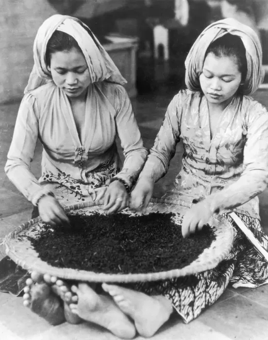 Framed Print : Javanese Tea Labourers Framed Print : Javanese Tea Labourers