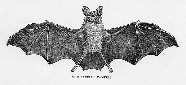 Javelin bat engraving 1894