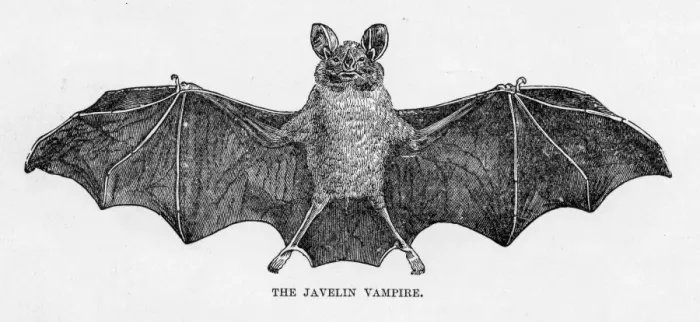 Framed Print : Javelin bat engraving 1894 Framed Print : Javelin bat engraving 1894
