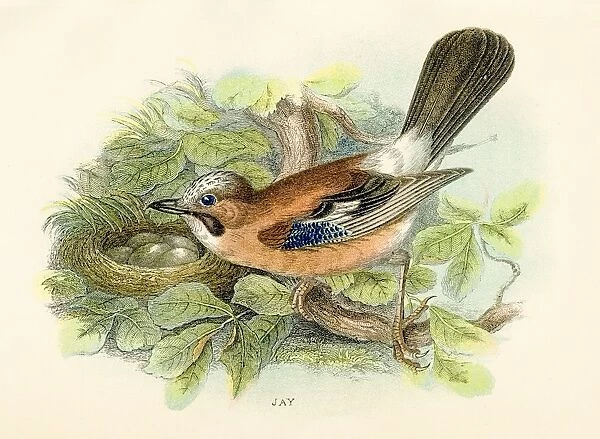 Jay bird engraving 1896