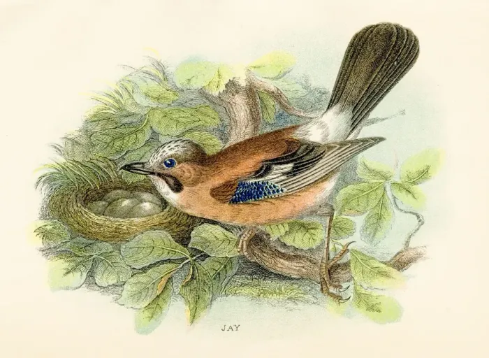 Framed Print : Jay bird engraving 1896 Framed Print : Jay bird engraving 1896