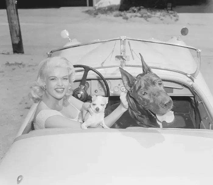 Framed Print : Jayne Mansfield in car with Her Dogs Framed Print : Jayne Mansfield in car with Her Dogs