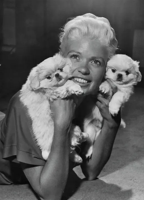 Framed Print : Jayne Mansfield with Pekingese Dogs Framed Print : Jayne Mansfield with Pekingese Dogs