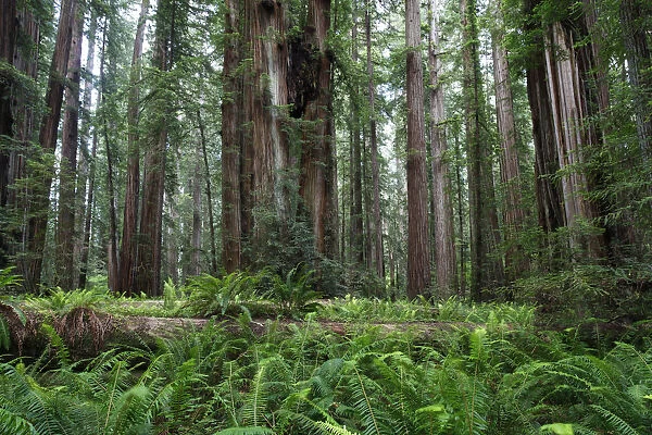 Jedediah Redwoods, Coast Redwood or Giant Redwood (Sequoia sempervirens), California Coast, California, USA