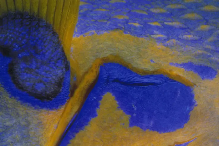 Framed Print : Jeff Rotman Underwater Photography Framed Print : Jeff Rotman Underwater Photography
