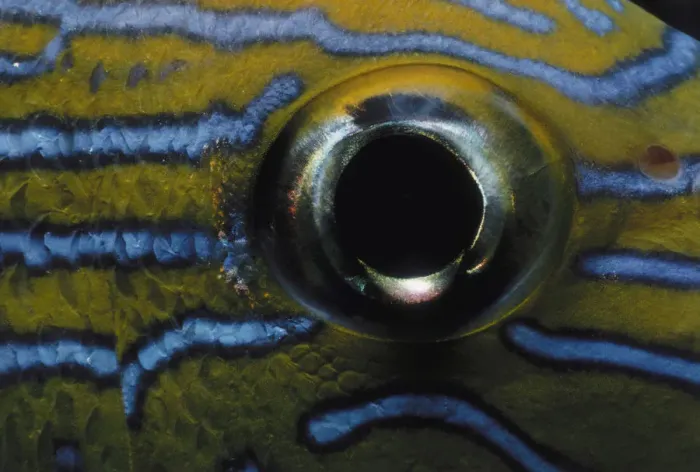 Framed Print : Jeff Rotman Underwater Photography