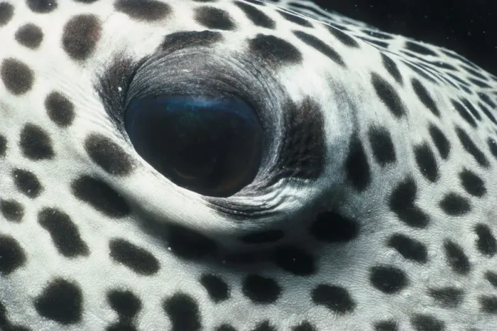 Framed Print : Jeff Rotman Underwater Photography Framed Print : Jeff Rotman Underwater Photography