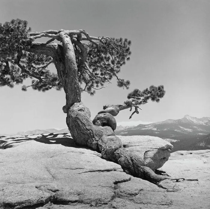 Framed Print : Jeffrey Pine, Sentinel Dome