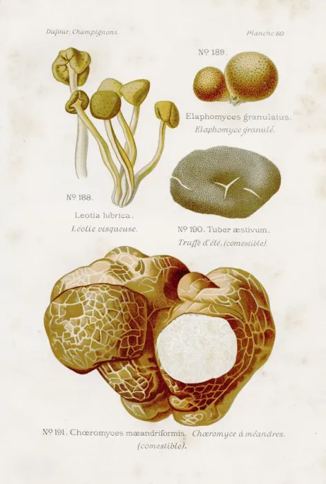 Framed Print : Jelly babies mushroom 1891