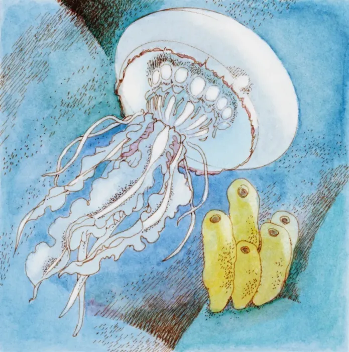 Framed Print : Jelly Fish (Scyphozoa), underwater marine invertebrate Framed Print : Jelly Fish (Scyphozoa), underwater marine invertebrate