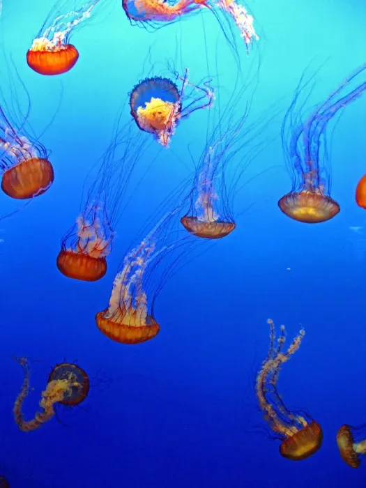 Framed Print : Jellyfish Ballet Framed Print : Jellyfish Ballet
