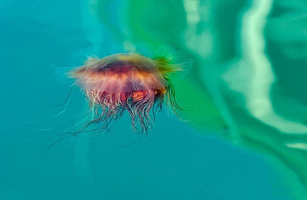 Jellyfish is Dancing